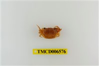 藏品(拉氏清溪蟹)的圖片